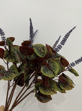 花槽工程装饰花坛野草紫苏花