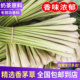 新鲜品质香茅草香茅泰国奶茶冬阴功柠檬草配料可食用汤料香料调料
