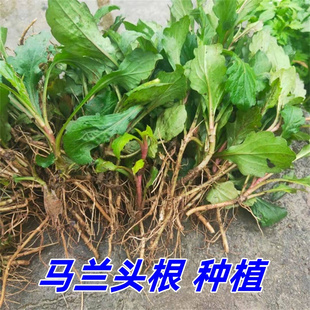 马兰头根苗新鲜马兰头根野生马兰叶菜带根现发苏北农家蔬菜红根