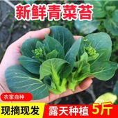 苏北菜苔新鲜农家自种现摘现发菜头青菜苔苏州青江苏当季 上海菜心