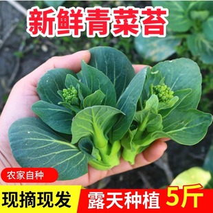 苏北菜苔新鲜农家自种现摘现发菜头青菜苔苏州青江苏当季 上海菜心