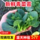 苏北菜苔新鲜农家自种现摘现发菜头青菜苔苏州青江苏当季 上海菜心