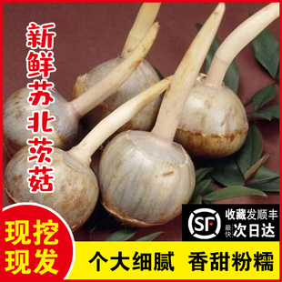 茨菇新鲜慈菇江苏小茨菰苏北农家自种顺丰蔬菜非云南白茨菇菜慈姑
