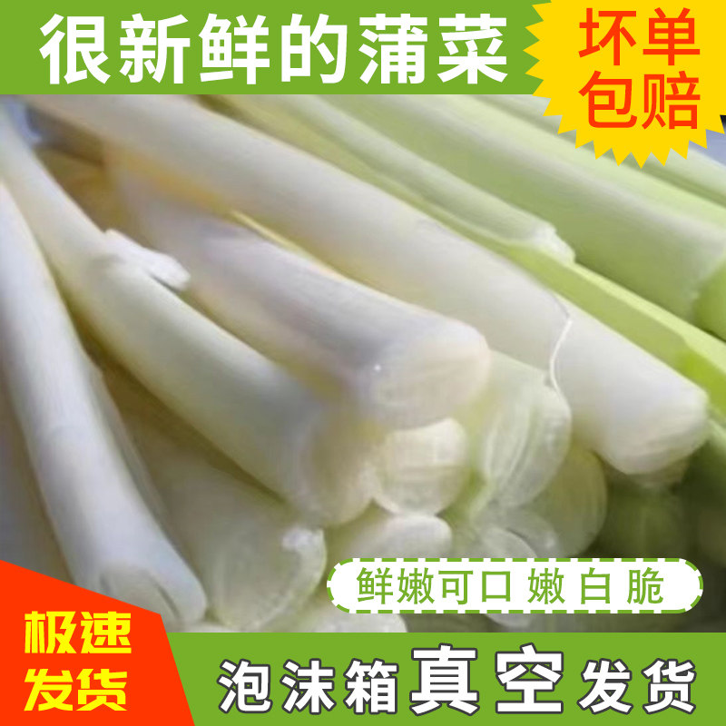 淮安特产蒲菜新鲜蒲笋野茭白蒲儿菜高笋奶汁水篙芭苏北农家茭白菜