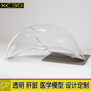 3D打印医疗透明肝脏医学教学教具大脑脑部肺部胃部心脏肾脏定制