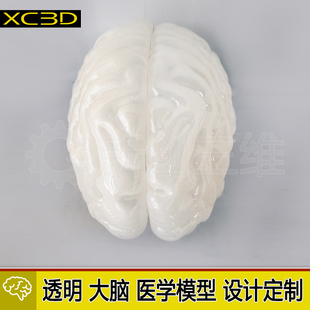 大脑定制模型设计3D打印医疗透明心脏医学教学教具脑部肺部胃部