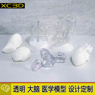 大脑定制模型设计3D打印医疗透明心脏医学教学教具脑部肺部胃部