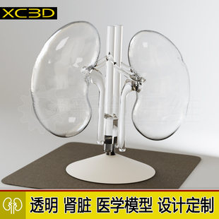3D打印透明医疗肾脏血管心脏肝脏医学模型高精度心脏骨骼定制肝脏