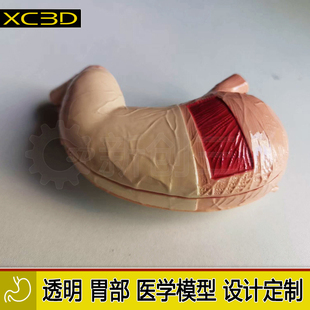3D打印透明胃模型胃镜训练实验手术定制心脏医疗医学教学教具肝脏