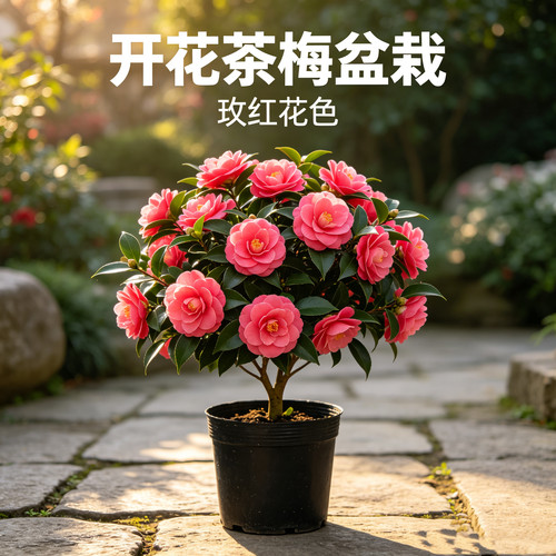 浓香型茶梅盆栽带花苞粉色木本花卉桌面绿植新手易养美观耐阴好养
