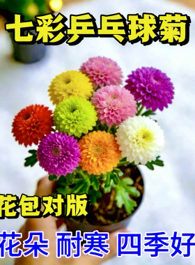 【七彩乒乓菊】球菊花耐寒耐热多年生四季易爆盆室内阳台庭院花卉