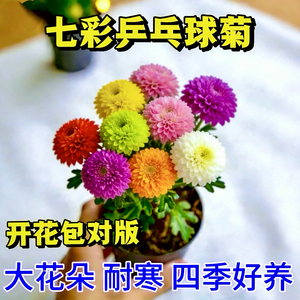 【七彩乒乓菊】球菊花耐寒耐热多年生四季易爆盆室内阳台庭院花卉