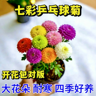 【七彩乒乓菊】球菊花耐寒耐热多年生四季易爆盆室内阳台庭院花卉