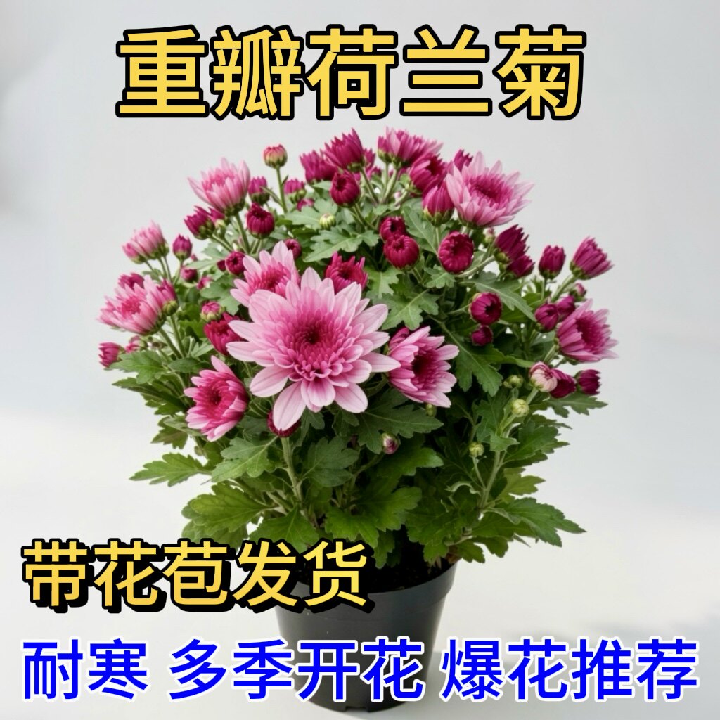重瓣四季荷兰菊耐寒多季开花推荐