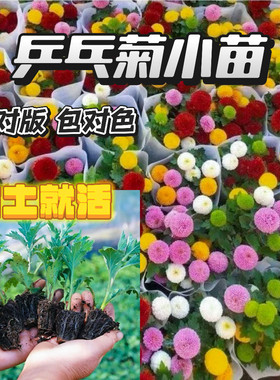 乒乓菊花苗小苗带土球盆栽