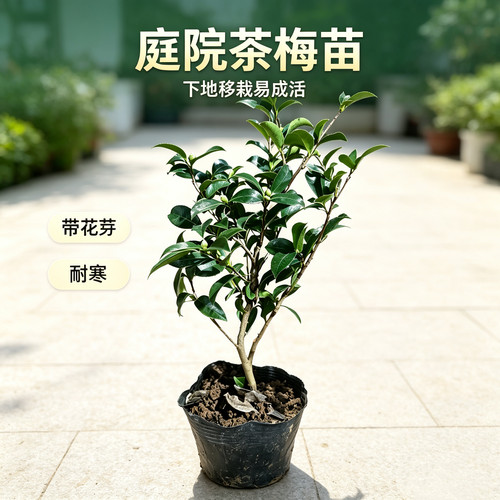 茶梅盆栽小苗耐寒好养四季开花