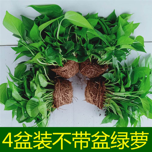 水培绿萝裸根土养不带盆