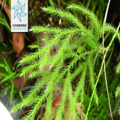 【若水】伸筋草精油  CO2萃取 石松科石科属