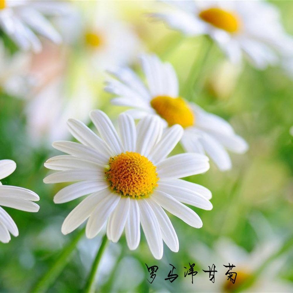 罗马洋甘菊纯露 英国 舒缓红敏肌脆弱肌 补水保湿