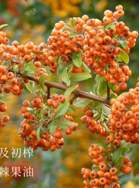【若水】沙棘果油 冷压特初 乌克兰