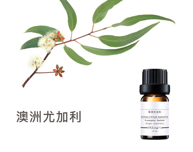 澳洲尤加利精油  净化空气畅通呼吸 香薰驱虫驱蚊 香气清新 若水
