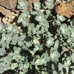 【若水】希腊产 岩爱草精油 开花的全株药草蒸馏