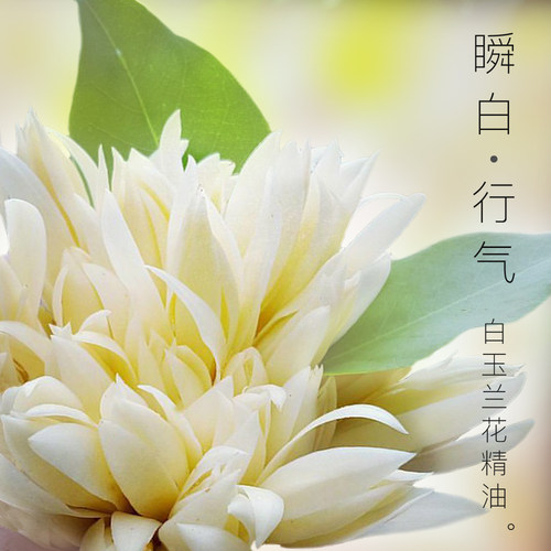 白玉兰花精油  花朵蒸馏 中国 - 封面