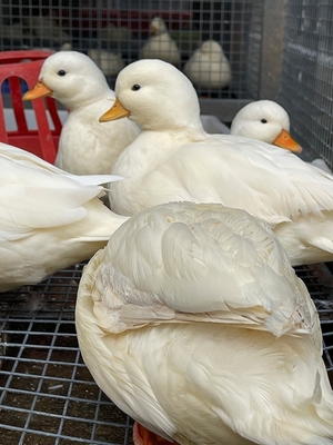 网红宠物科尔鸭柯尔鸭受精蛋可孵化蛋苗活体