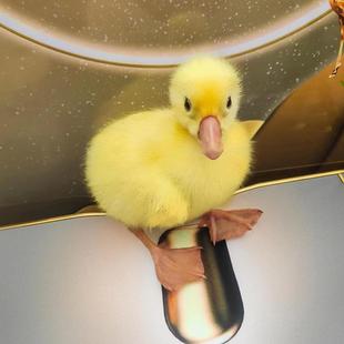 网红小黄鸭孵化器受精蛋,孵化器可孵化蛋，儿童学生科教鸭蛋