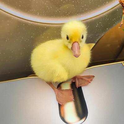 网红小黄鸭孵化器受精蛋,孵化器可孵化蛋，儿童学生科教鸭蛋