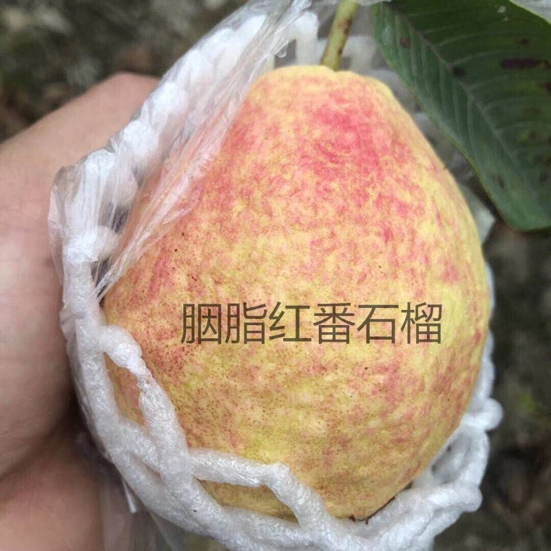 胭脂红番石榴树苗嫁接特大四季结果红宝石红心芭乐番石榴果苗