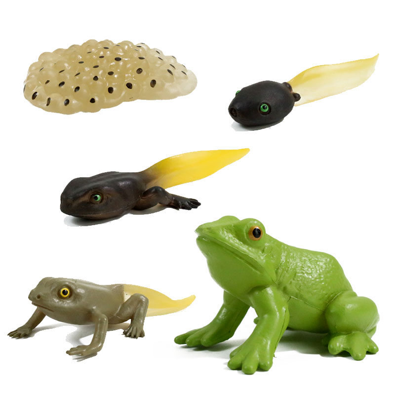 儿童仿真青蛙小蝌蚪找妈妈玩具两栖爬行动物模型科教宝宝认知礼物