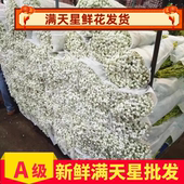 论斤称超大束满天星干花花束天然真花鲜花家用客厅装 饰摆件大白花