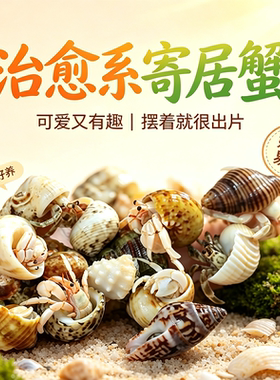 陆生寄居蟹宠物好养易活爬天异宠
