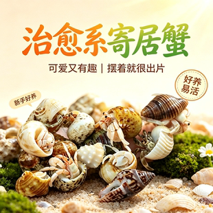 小豆丁陆生寄居蟹观赏蟹活物饲养造景螃蟹桌面萌宠蟹活体套装好养