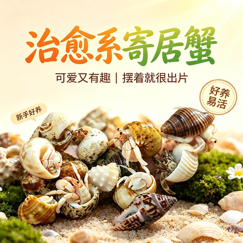 陆生寄居蟹宠物好养易活爬天异宠