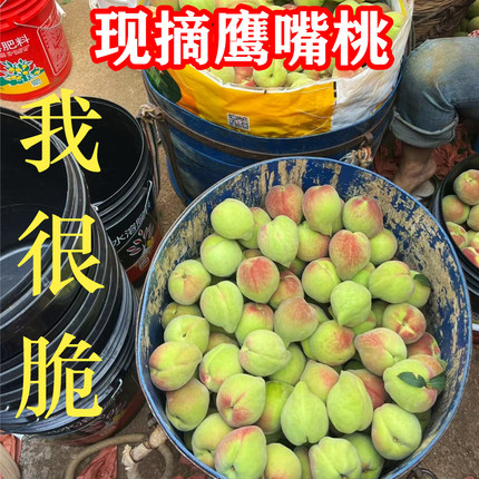 【下单现摘】鹰嘴桃脆桃子新鲜当季水果5斤净重脆甜整箱蒙自水果