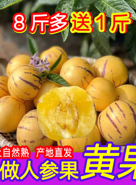 【8斤送1斤】树上熟9斤装云南人参果新鲜水果圆果当季黄果黄肉