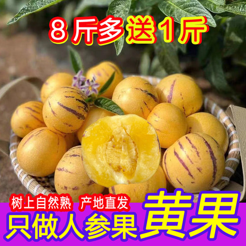 【8斤送1斤】树上熟9斤装云南人参果新鲜水果圆果当季黄果黄肉