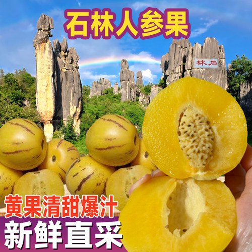 云南人参果新鲜水果树上熟