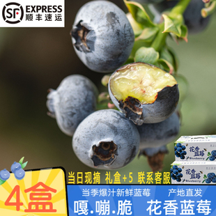【顺丰快递】真云南玉溪花香蓝莓L25当季水果孕妇水果8盒脆甜