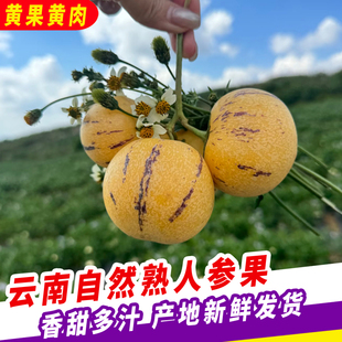 黄果黄肉云南树上熟人参果3/5/9斤现摘圆果多汁新鲜当季水果整箱
