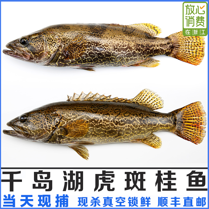 千岛湖活鱼野鳜鱼鲜活斑桂花鱼铜淡水鱼类