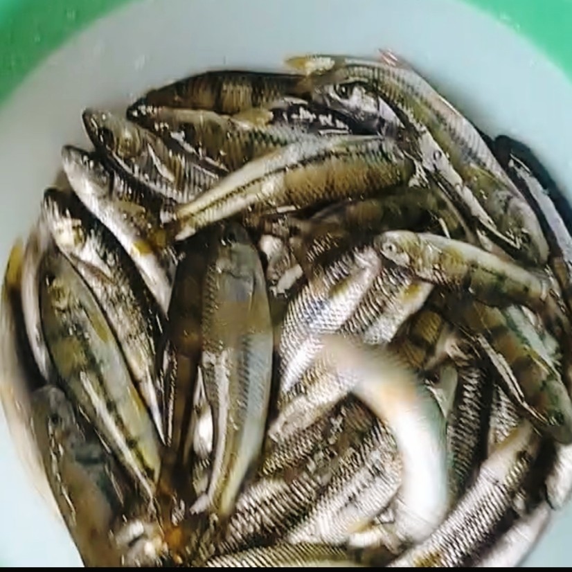 千岛湖活鱼野溪石斑鱼现杀新鲜淡水食用鱼生鲜水产小溪杂鱼冷水鱼