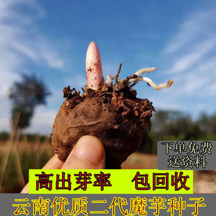 魔芋种子云南高产二精品新鲜花魔芋种子种籽白魔芋籽种球脱水包邮