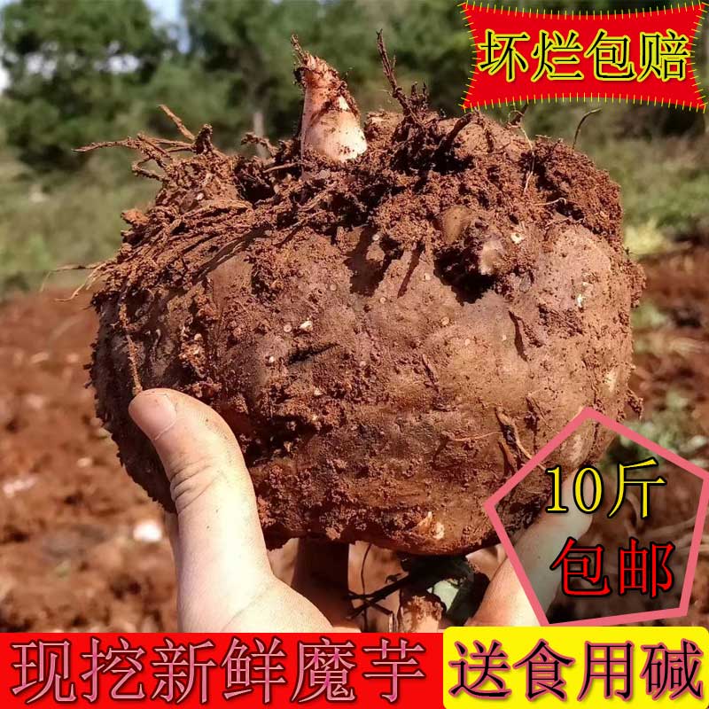 2025新鲜魔芋云南富源现发