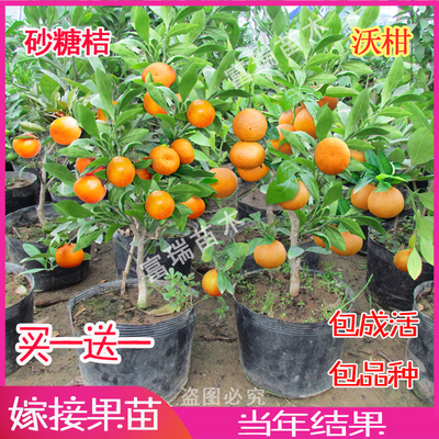 矮化砂糖桔盆栽桔子苗