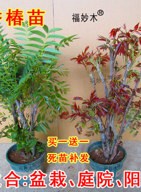 香椿树苗盆栽地栽矮化苗