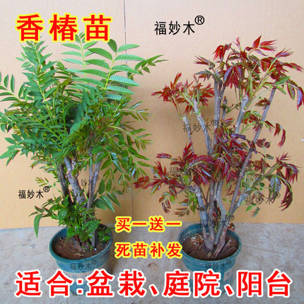 食用香春椿树苗产量高四季食用盆栽地栽南方北方种植香椿树苗