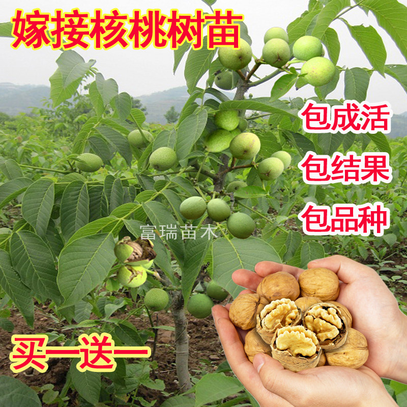 核桃苗嫁接薄皮核桃果树苗8518核桃树南北方种植盆栽地栽当年结果
